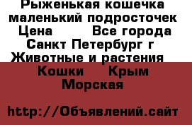 Рыженькая кошечка маленький подросточек › Цена ­ 10 - Все города, Санкт-Петербург г. Животные и растения » Кошки   . Крым,Морская